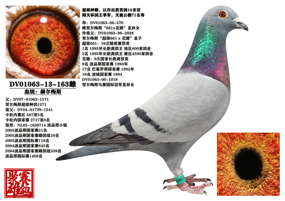 信鸽在线拍卖平台 - 中国信鸽信息网