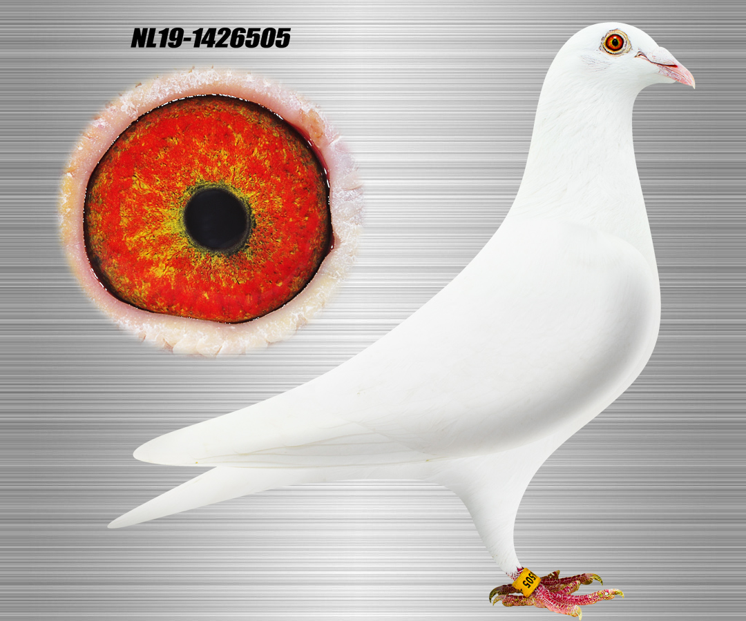 信鸽在线拍卖平台 - 中国信鸽信息网