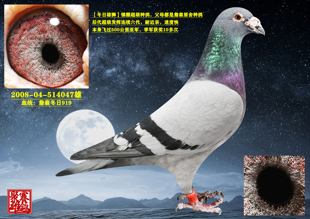 信鸽在线拍卖平台 - 中国信鸽信息网