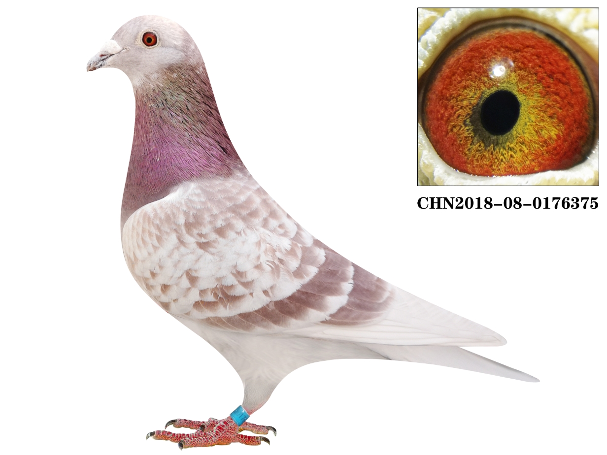 信鸽在线拍卖平台 - 中国信鸽信息网