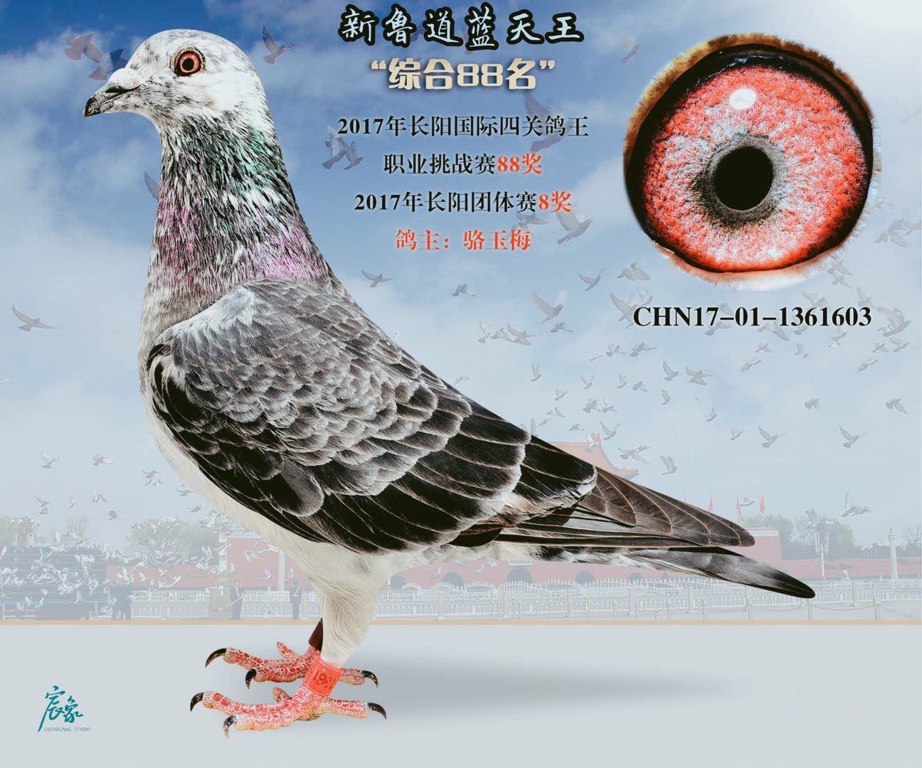北京骆玉梅冠军鸽图片图片