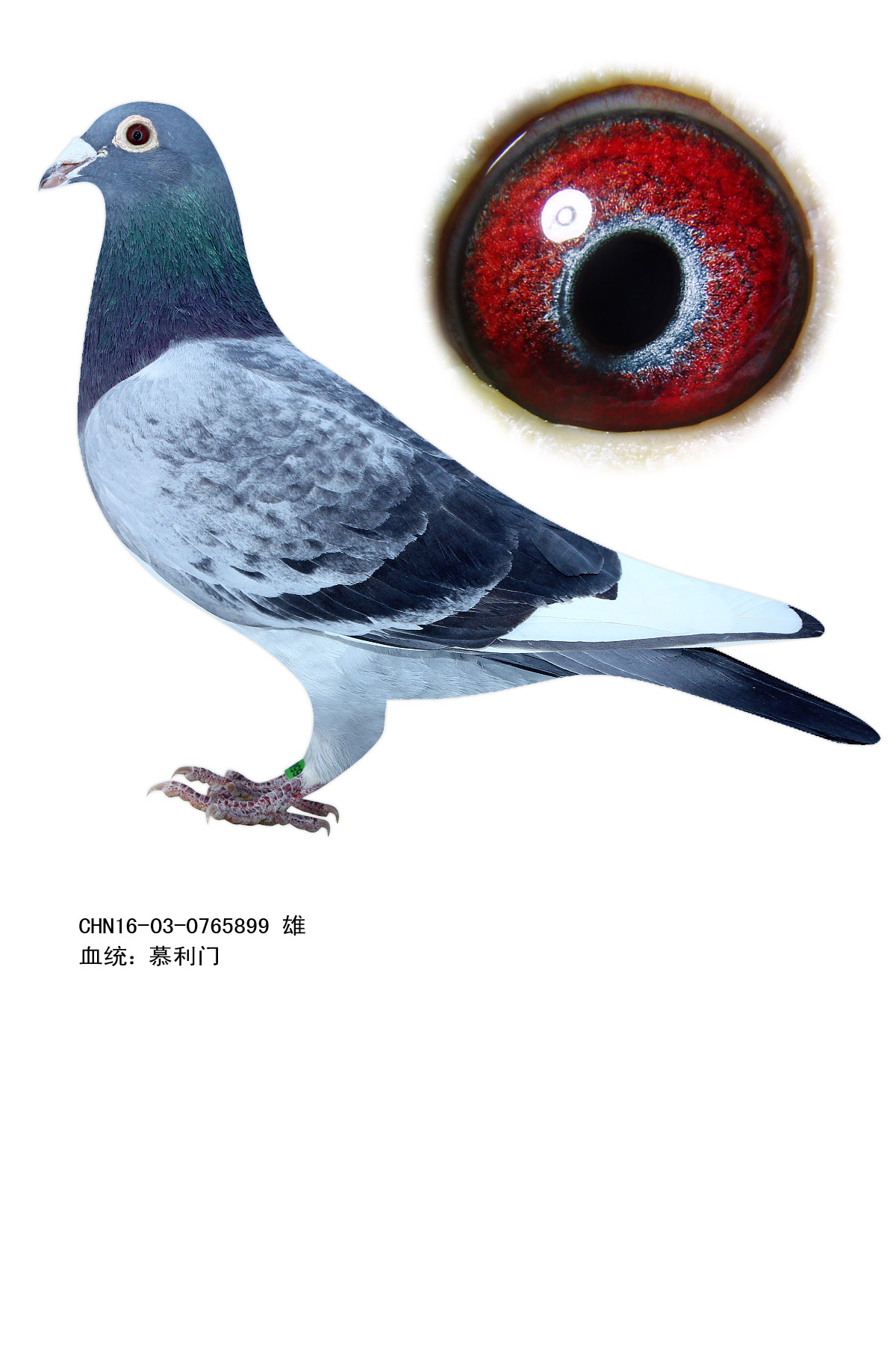 信鸽在线拍卖平台 - 中国信鸽信息网