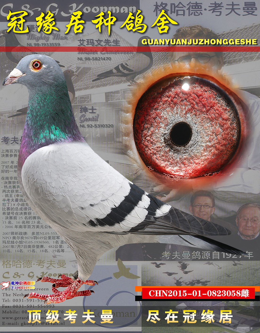 信鸽在线拍卖平台 - 中国信鸽信息网