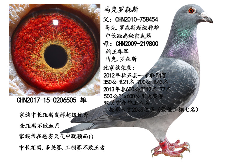 首 页  铭 鸽  新鸽上架  推荐铭鸽  定价鸽  信鸽拍卖 黄金配对