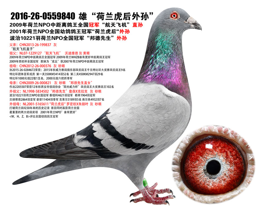 信鸽在线拍卖平台 - 中国信鸽信息网