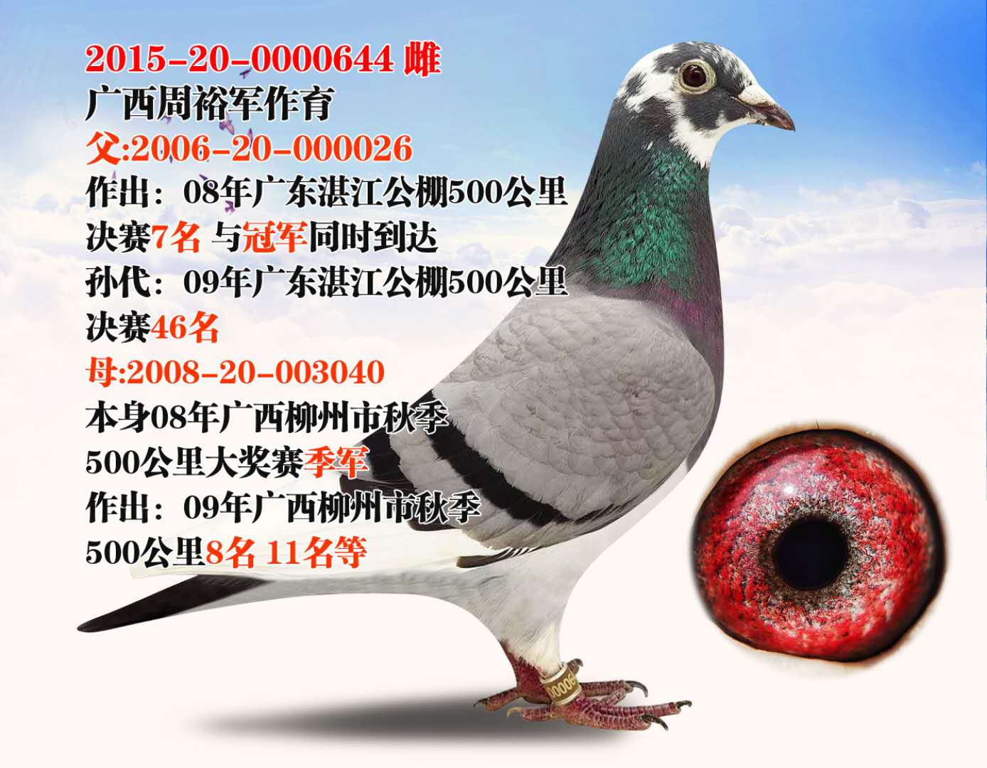 信鸽在线拍卖平台 - 中国信鸽信息网