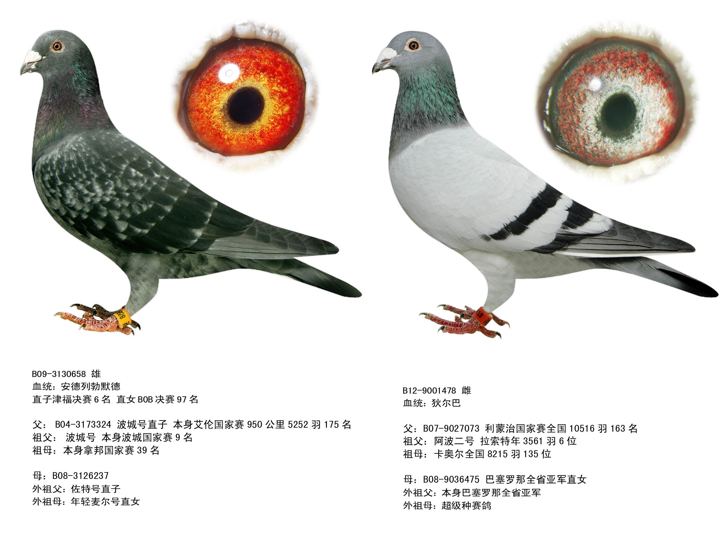 信鸽拍卖首页 拍卖专题 >> 查看拍卖商品     