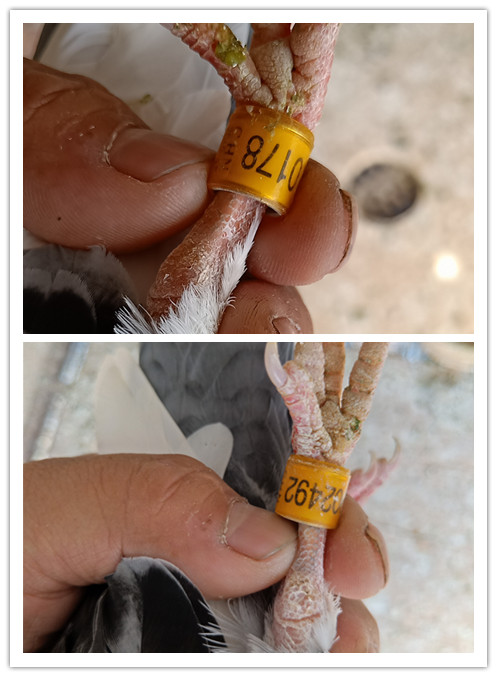 信鸽在线拍卖平台 - 中国信鸽信息网