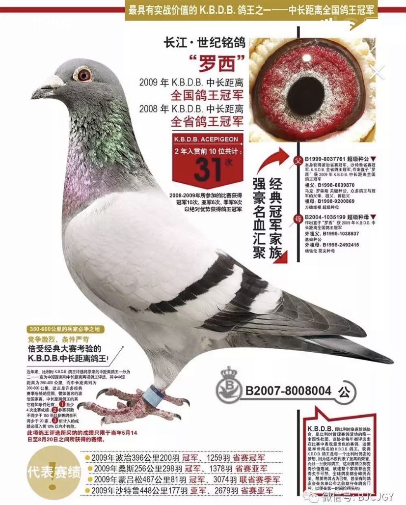 信鸽在线拍卖平台 - 中国信鸽信息网