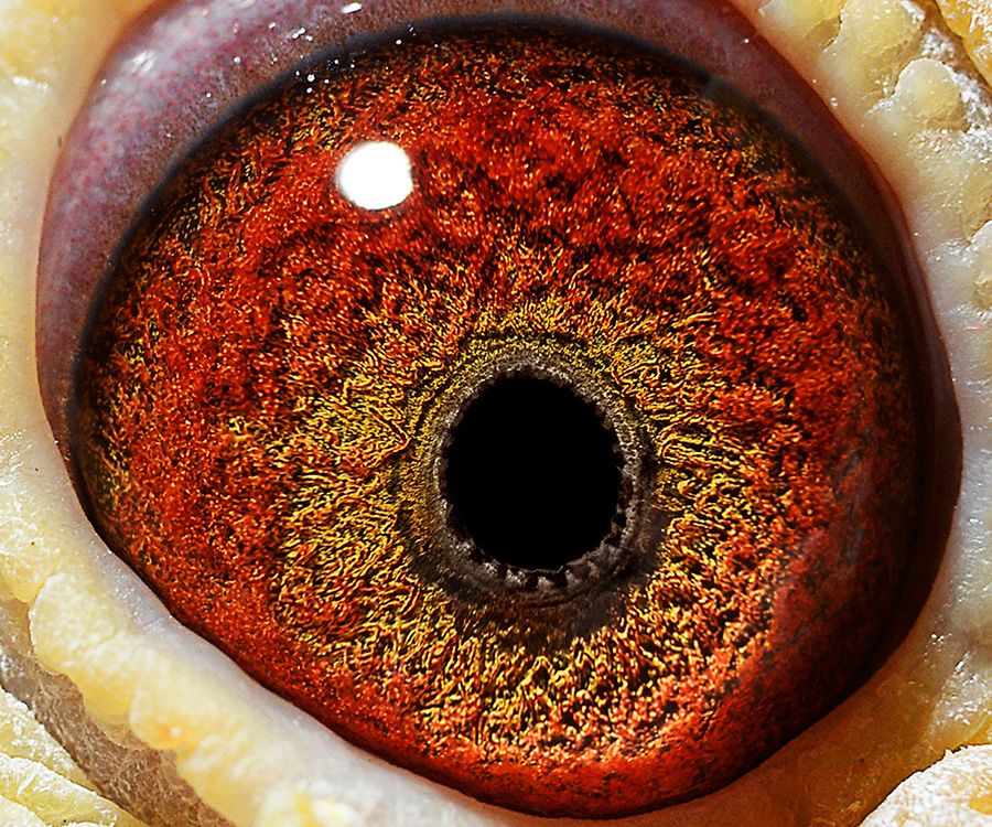 信鸽在线拍卖平台 - 中国信鸽信息网