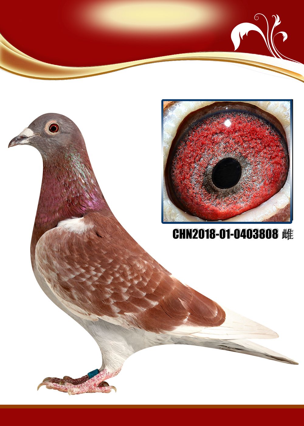 信鸽在线拍卖平台 - 中国信鸽信息网