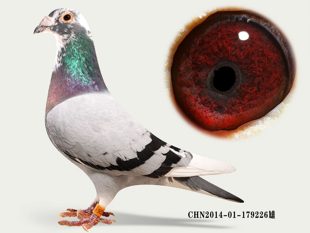 信鸽在线拍卖平台 - 中国信鸽信息网