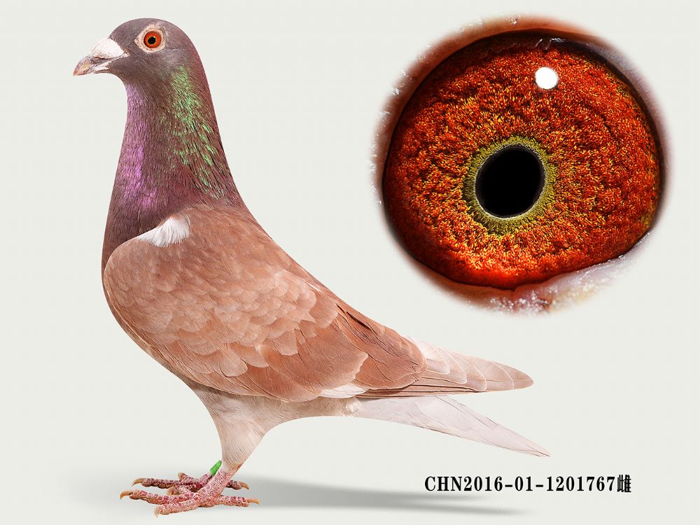 信鸽在线拍卖平台 - 中国信鸽信息网