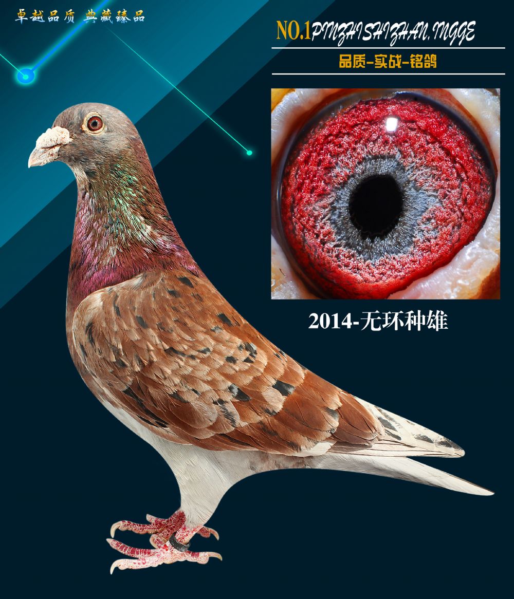 >> 查看拍卖商品