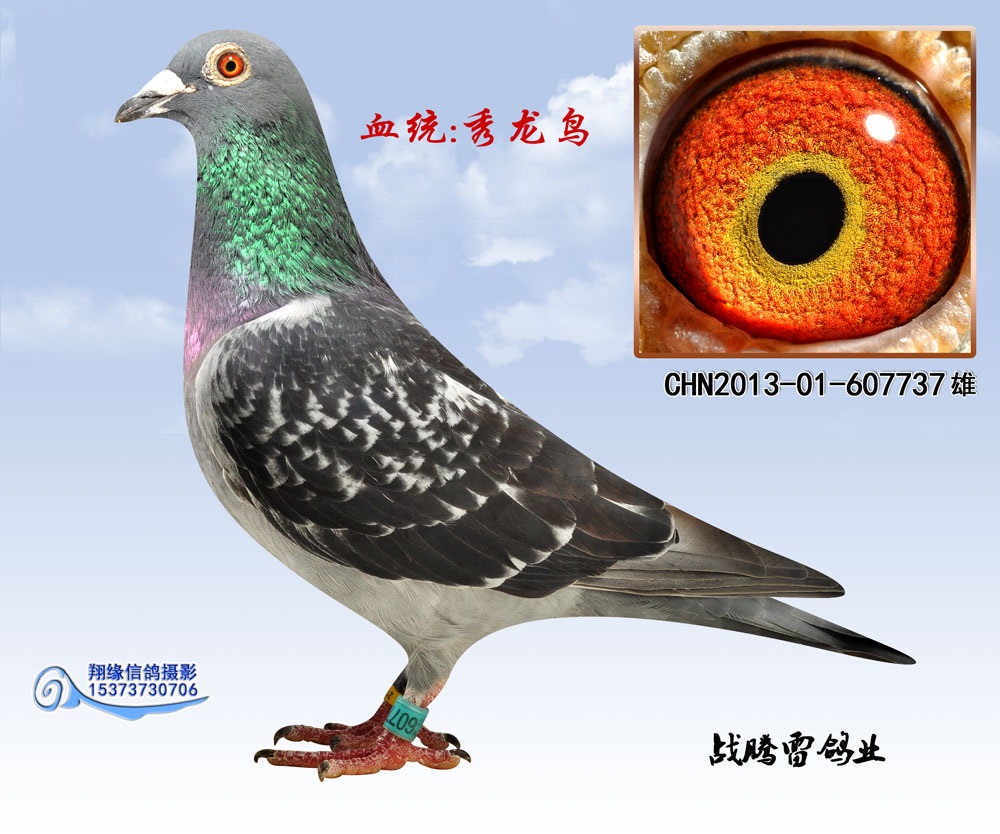 信鸽在线拍卖平台 - 中国信鸽信息网