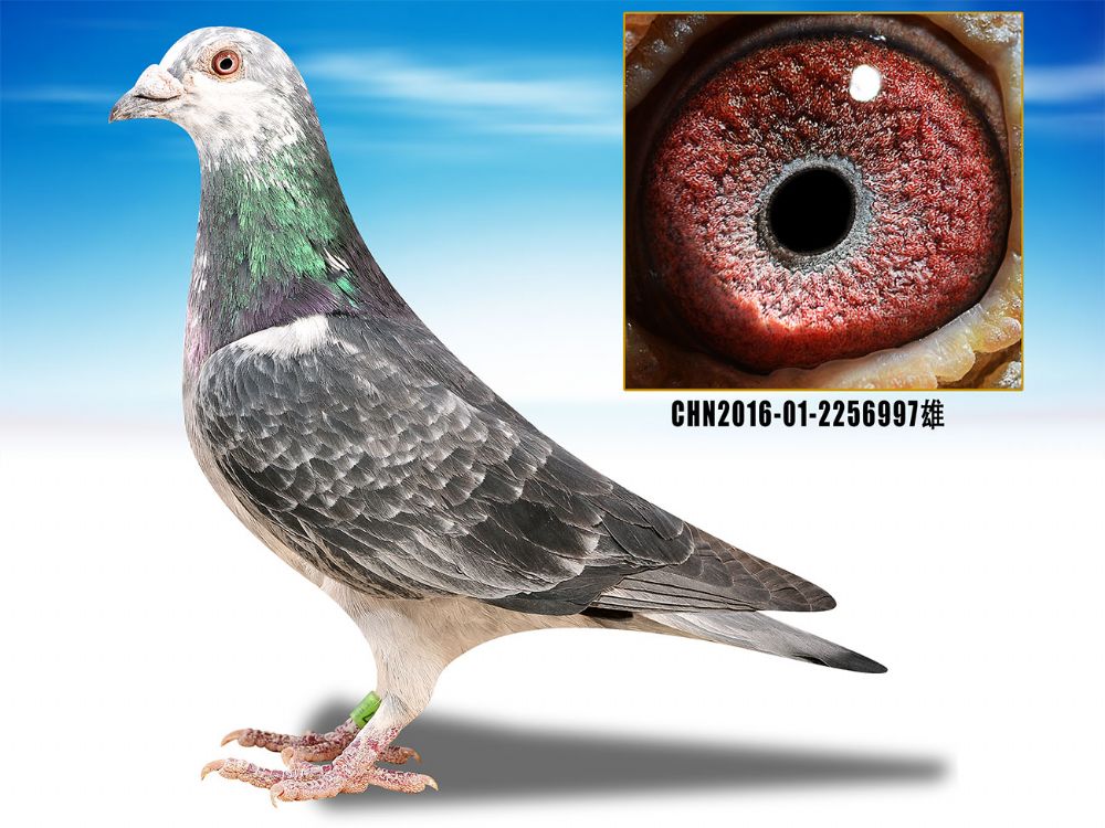 信鸽在线拍卖平台 - 中国信鸽信息网