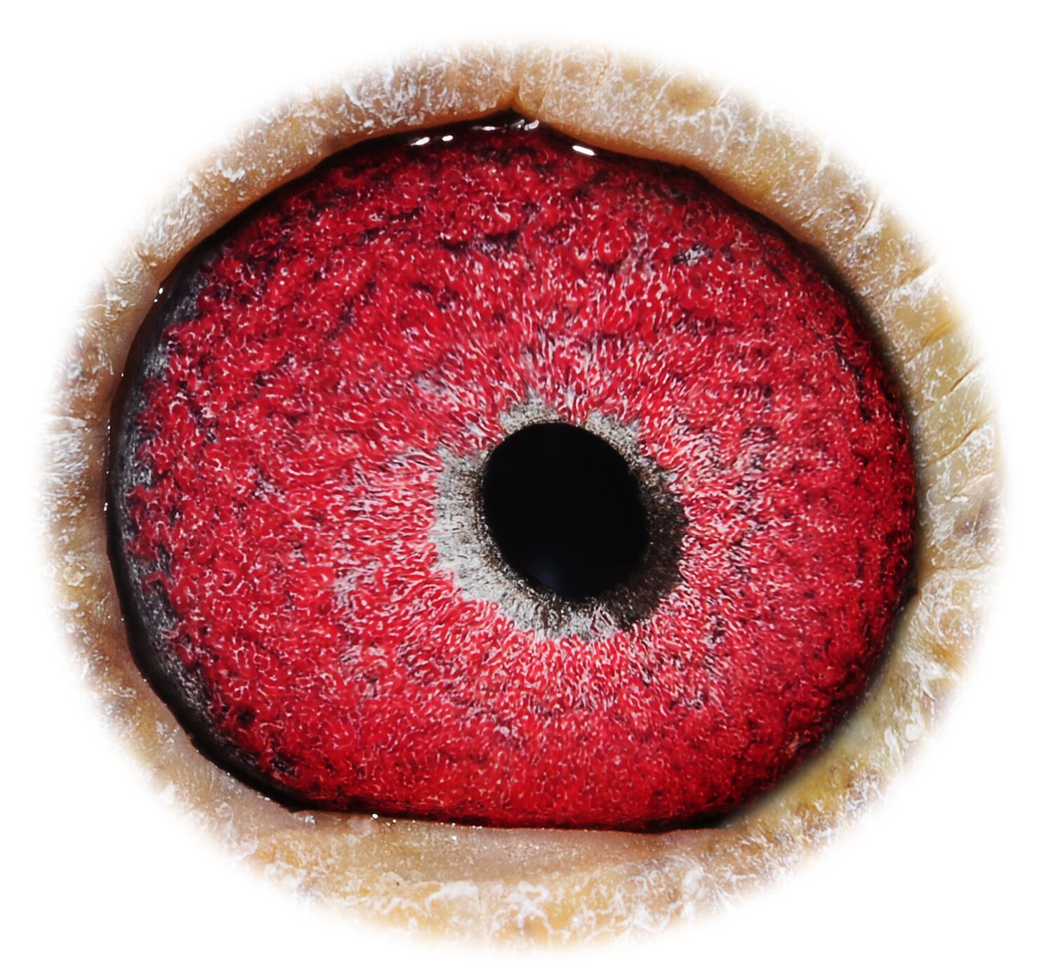 信鸽在线拍卖平台 - 中国信鸽信息网