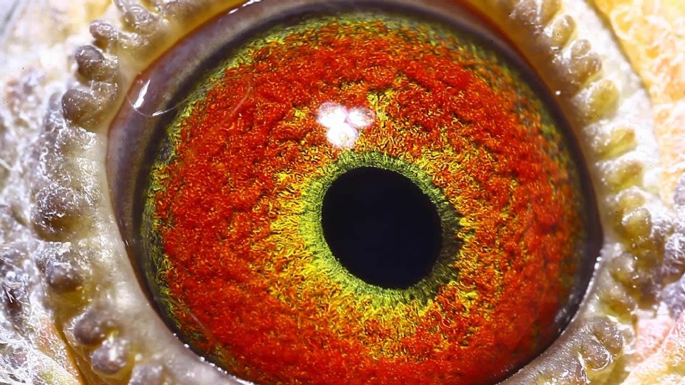 信鸽在线拍卖平台 - 中国信鸽信息网