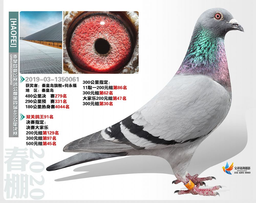 秦皇岛豪飞公棚决赛279名加关注