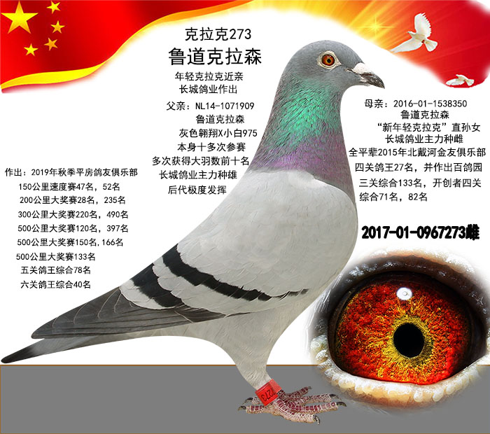 信鸽在线拍卖平台 - 中国信鸽信息网