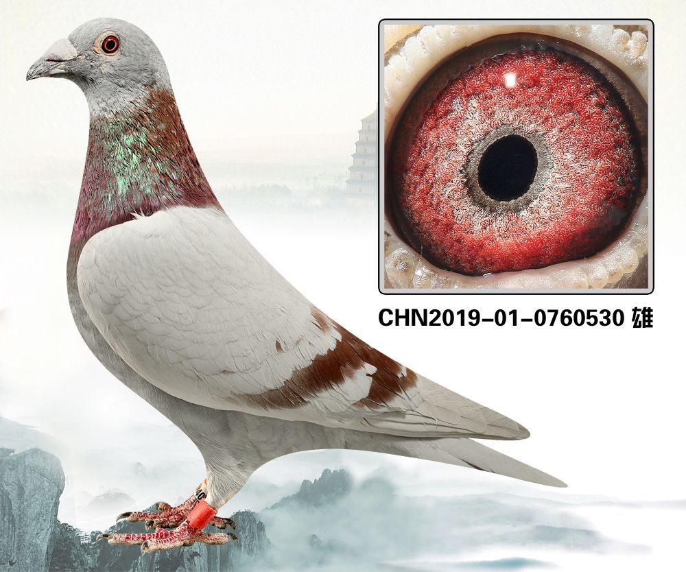 信鸽在线拍卖平台 - 中国信鸽信息网