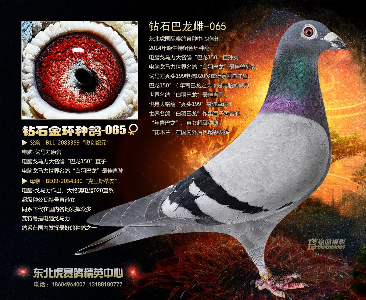 >> 查看拍卖商品