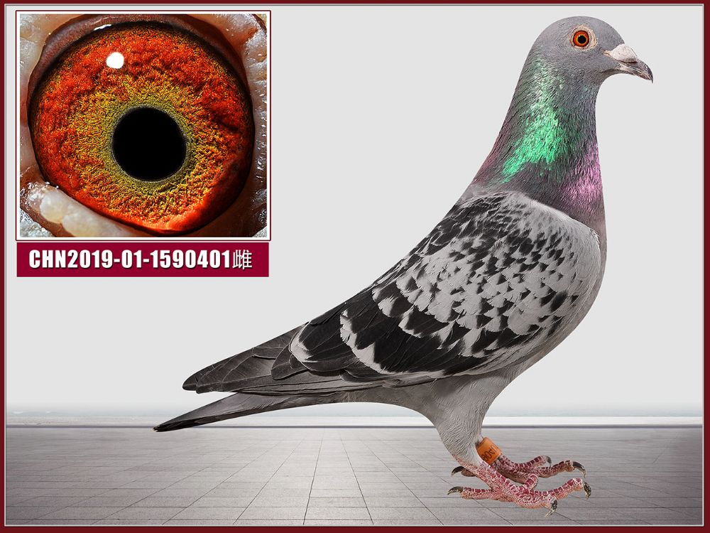 信鸽在线拍卖平台 - 中国信鸽信息网