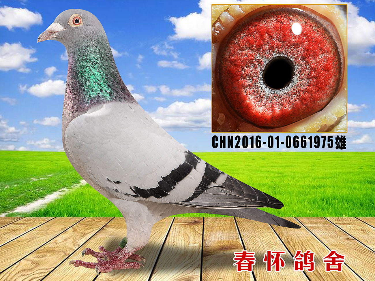 信鸽在线拍卖平台
