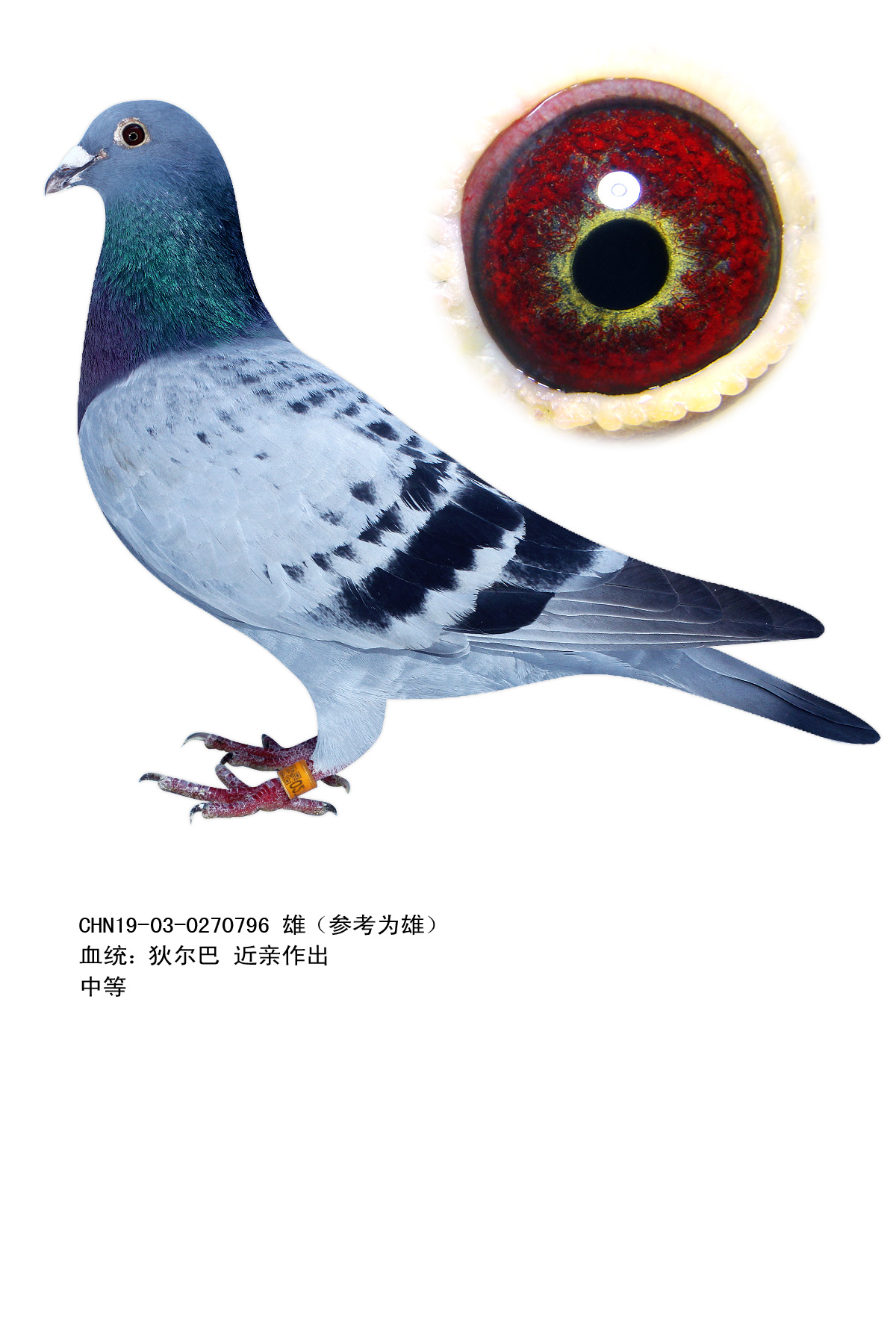 信鸽在线拍卖平台