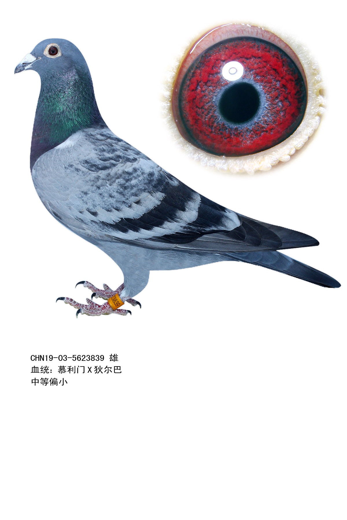 >> 查看拍卖商品