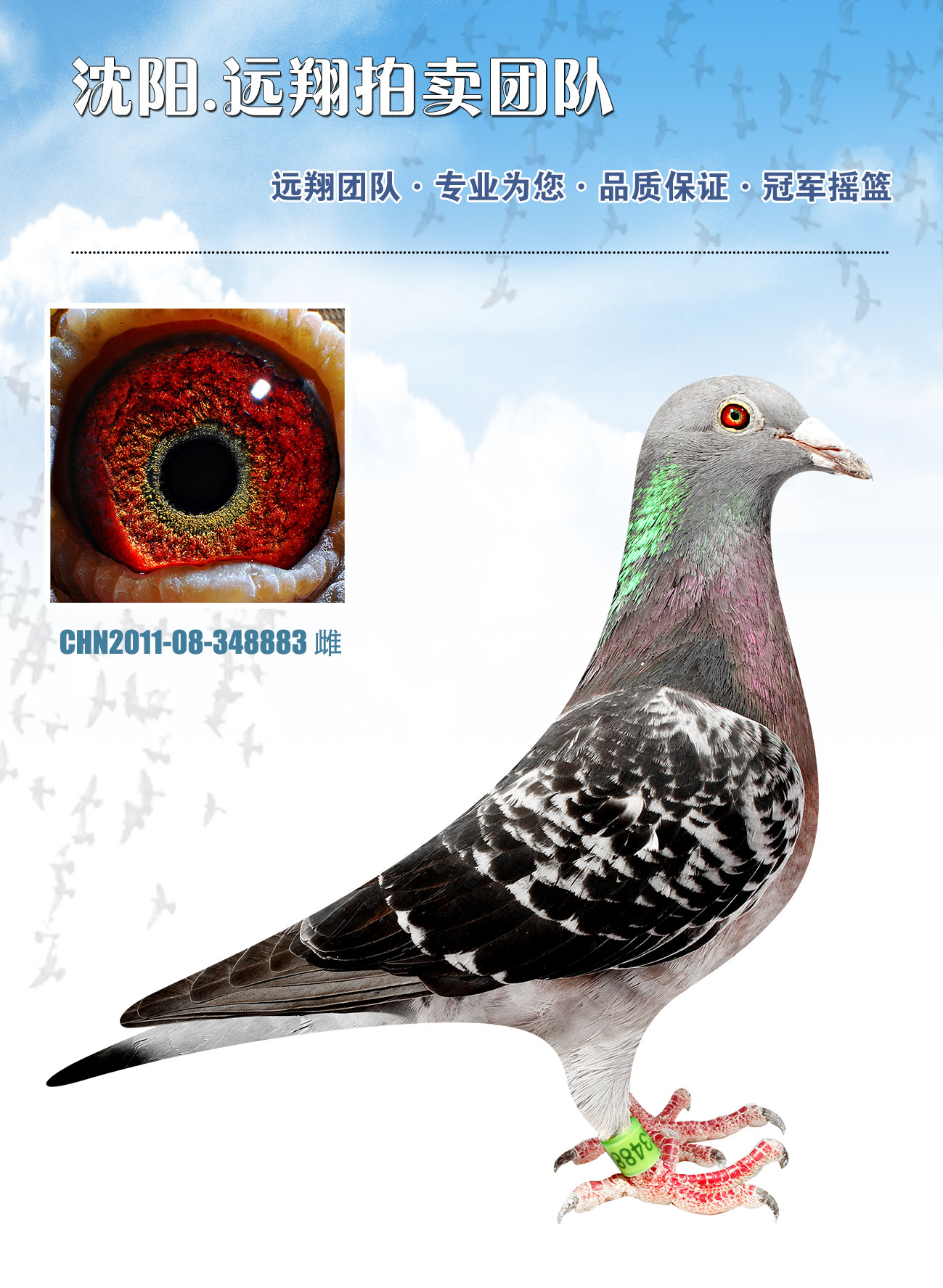 信鸽在线拍卖平台 - 中国信鸽信息网