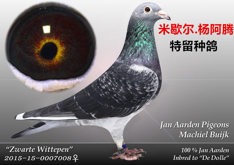 信鸽在线拍卖平台 - 中国信鸽信息网