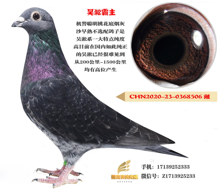 >> 查看拍卖商品
