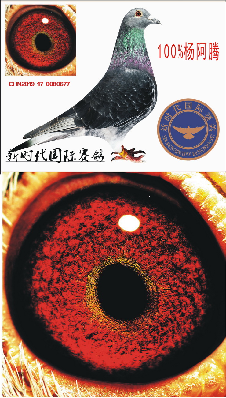 信鸽在线拍卖平台 - 中国信鸽信息网