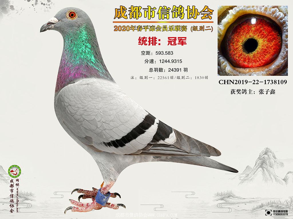 信鸽在线拍卖平台 - 中国信鸽信息网