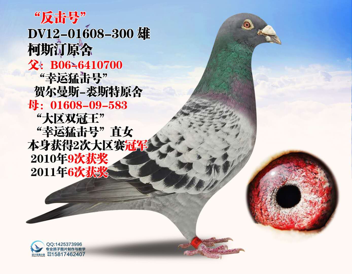 信鸽在线拍卖平台 - 中国信鸽信息网