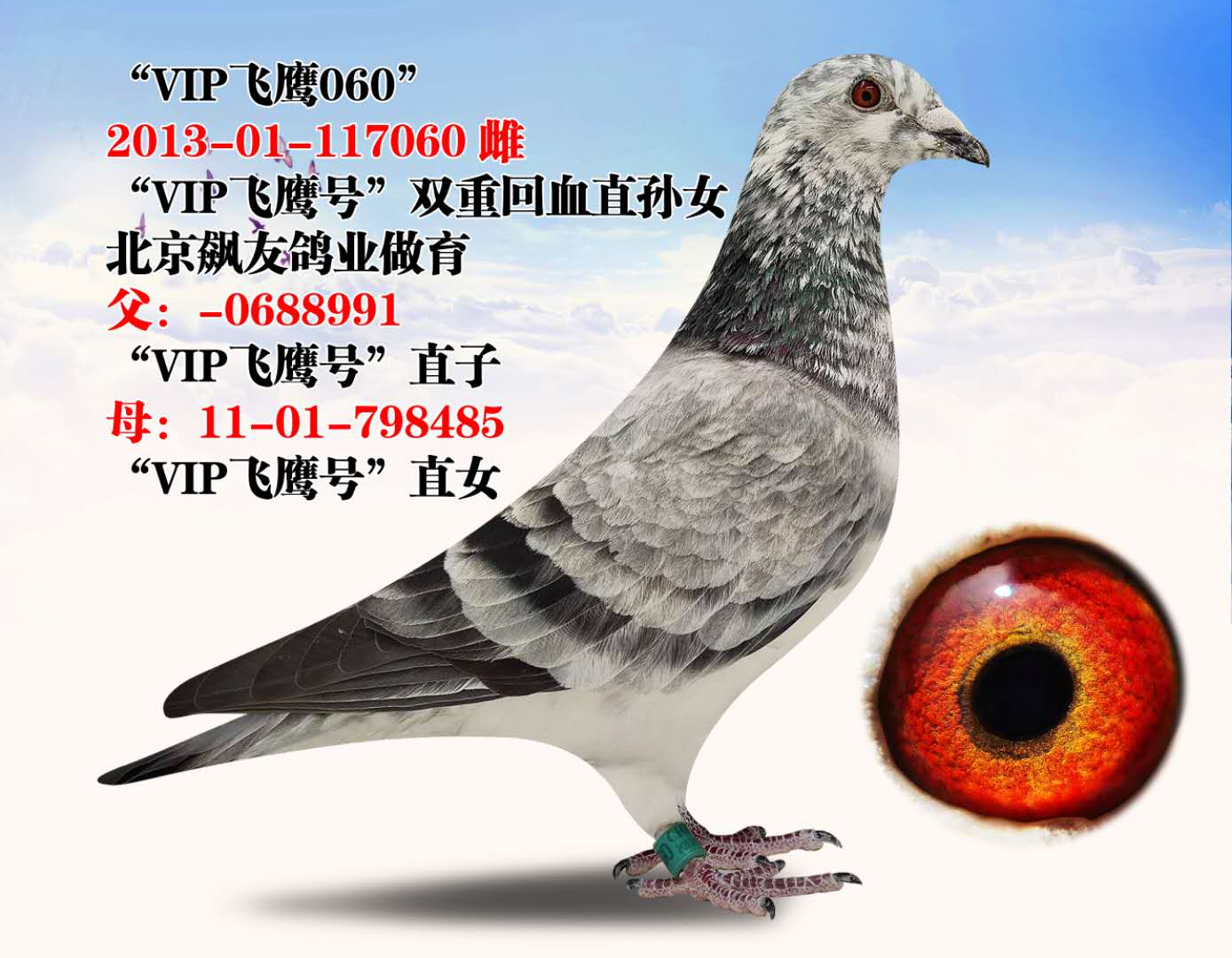 信鸽在线拍卖平台 - 中国信鸽信息网