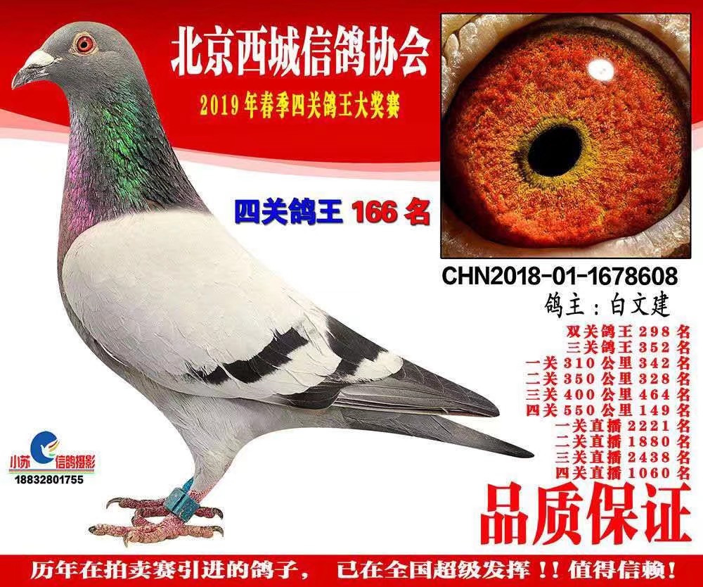 信鸽在线拍卖平台 - 中国信鸽信息网