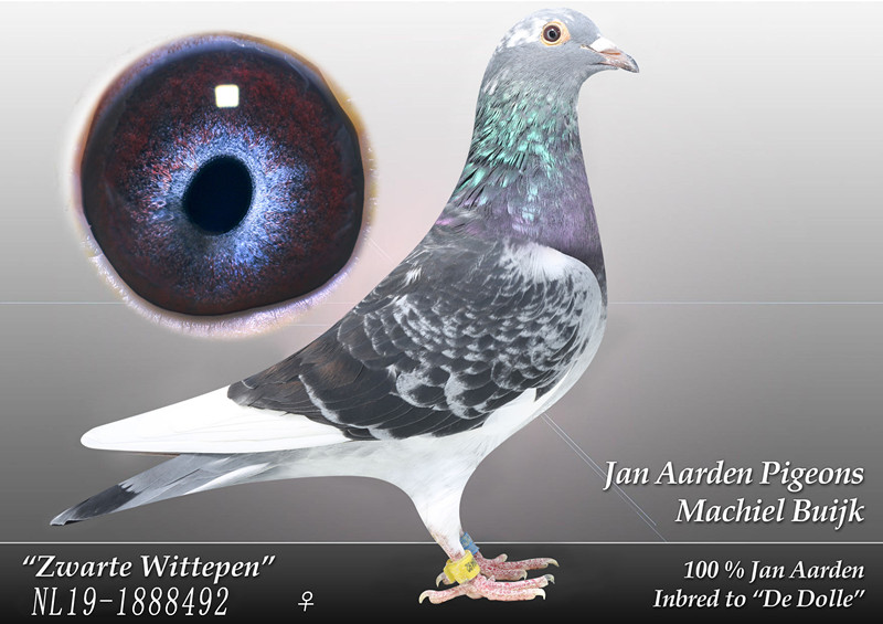 >> 查看拍卖商品