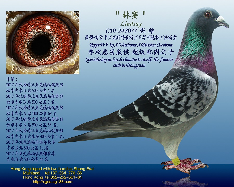 信鸽在线拍卖平台 - 中国信鸽信息网