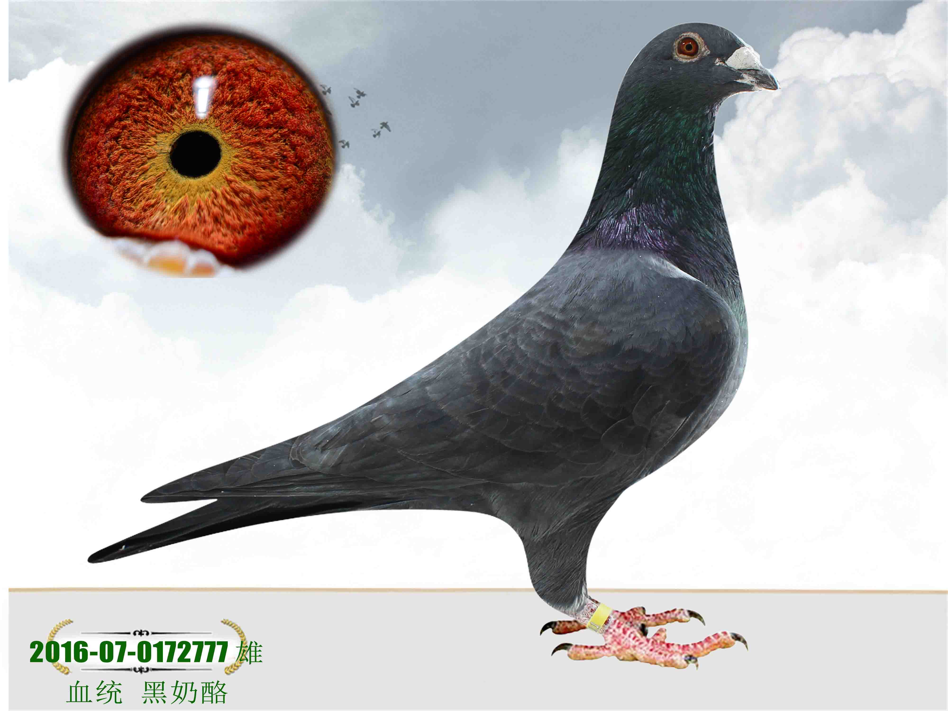 信鸽在线拍卖平台 - 中国信鸽信息网