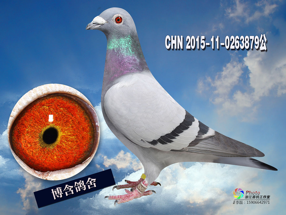 信鸽在线拍卖平台 - 中国信鸽信息网