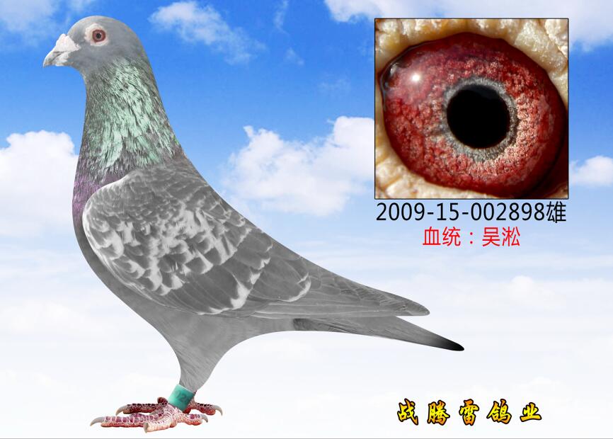 铭 鸽  新鸽上架  推荐铭鸽  定价鸽  信鸽拍卖 黄金配对   网上展厅