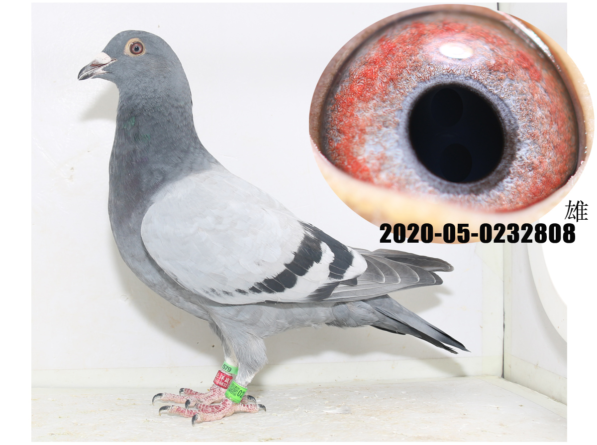 >> 查看拍卖商品