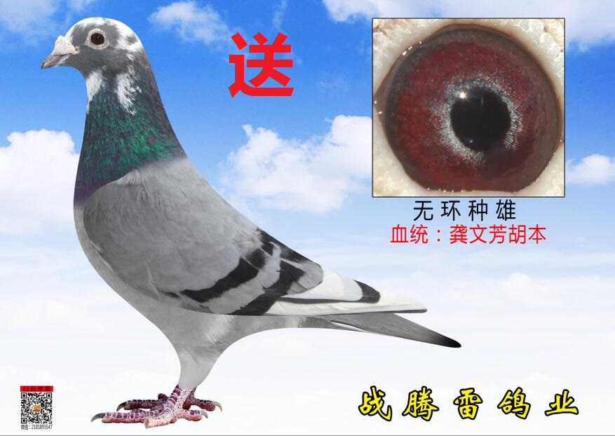 铭 鸽  新鸽上架  推荐铭鸽  定价鸽  信鸽拍卖 黄金配对   网上展厅