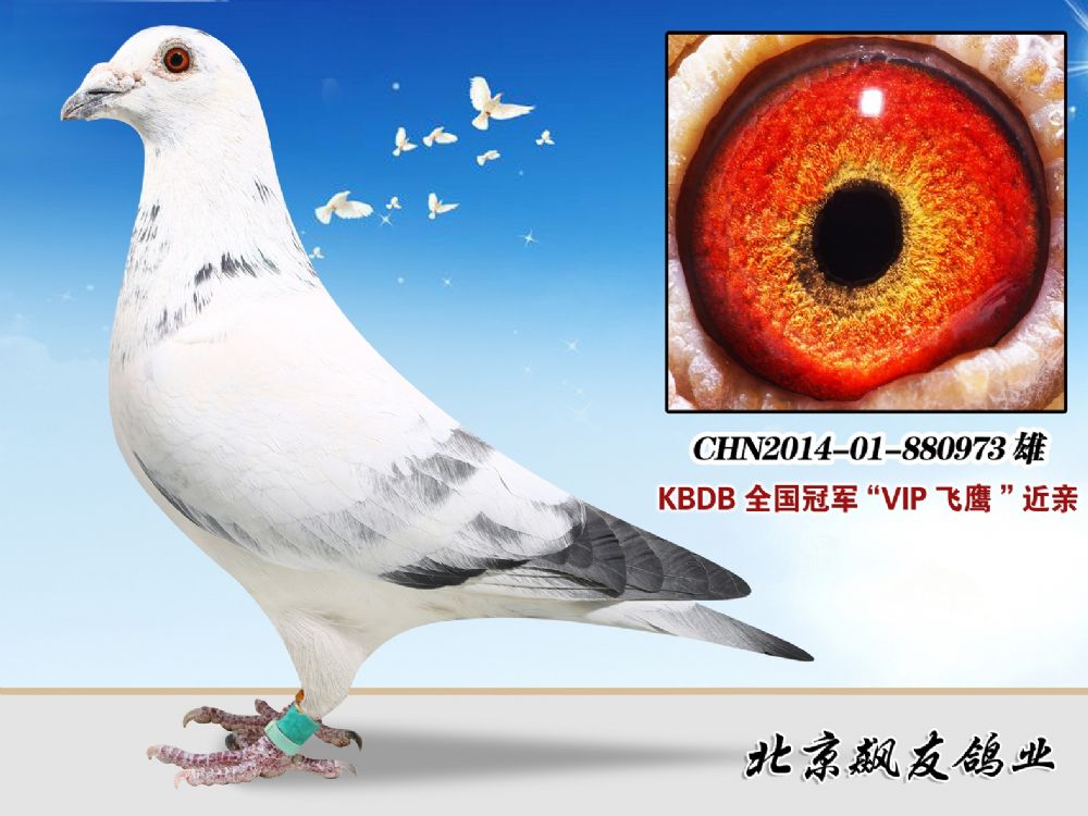 北京飚友国际铭鸽养殖中心 - 中信网铭鸽展厅 www.ag188.com