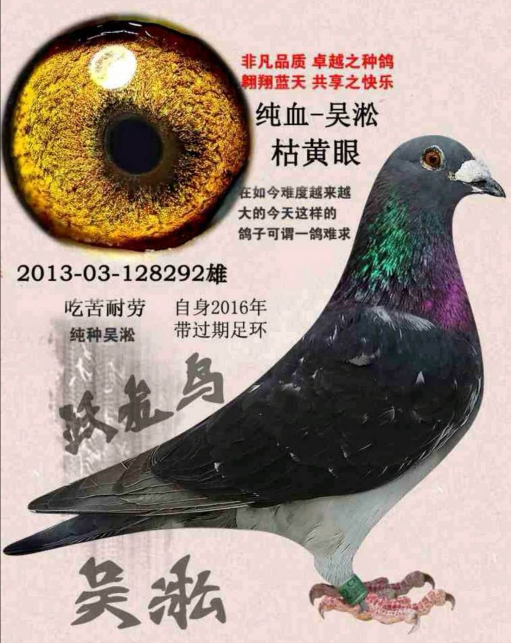 信鸽在线拍卖平台 - 中国信鸽信息网