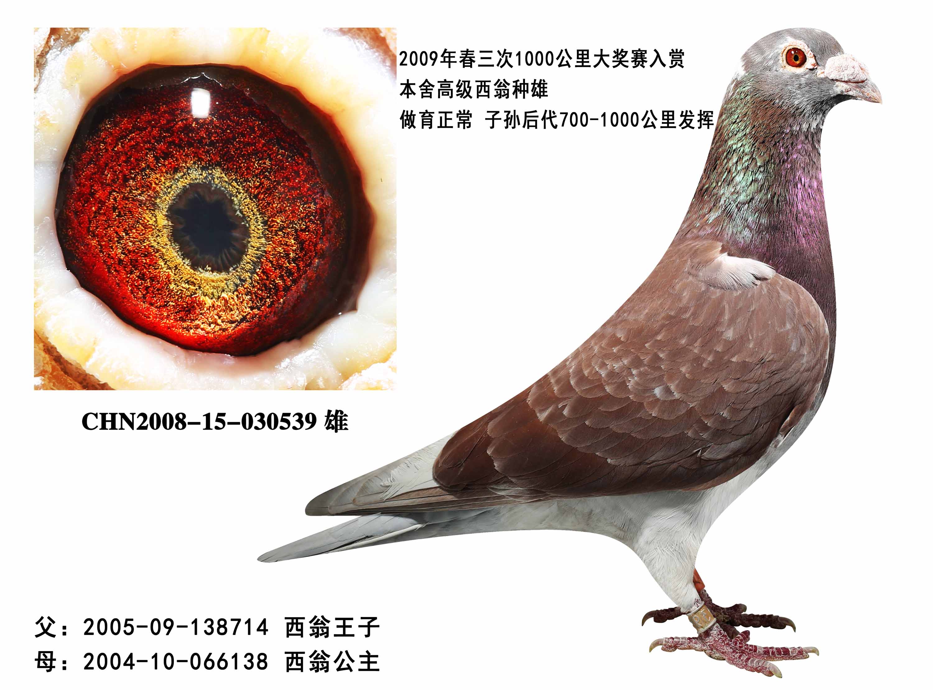 >> 查看拍卖商品