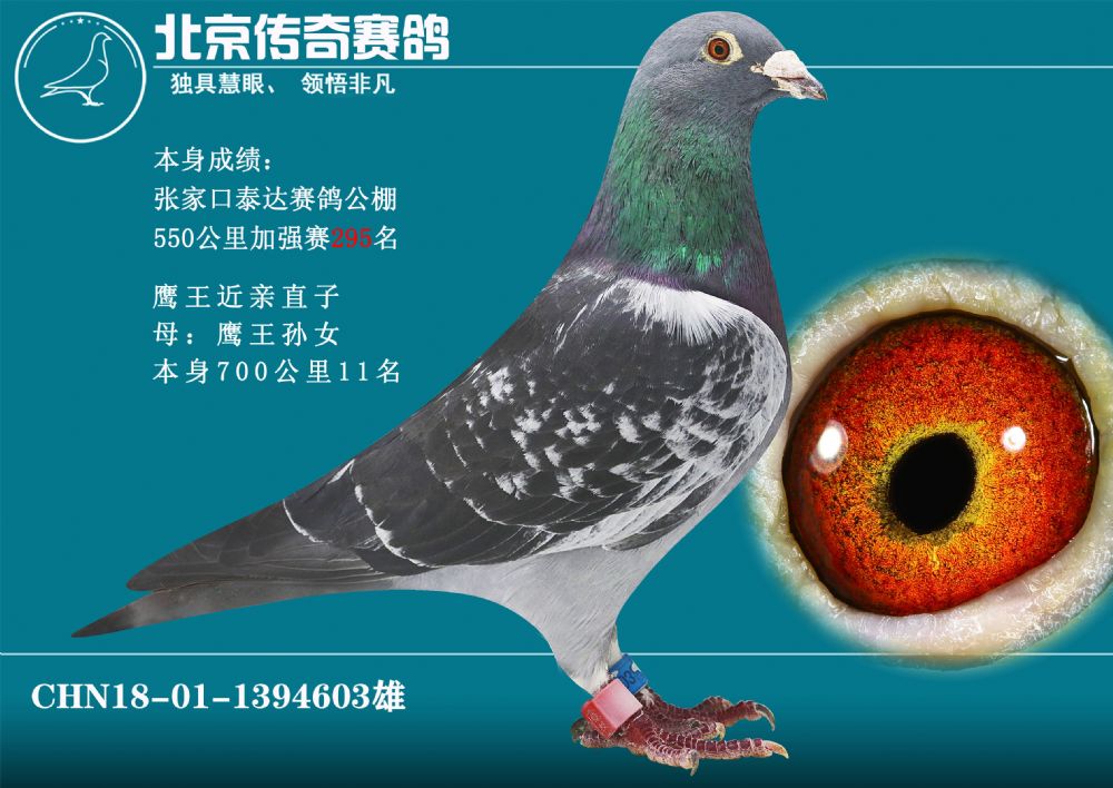 北京鸽天下铭鸽展厅图片
