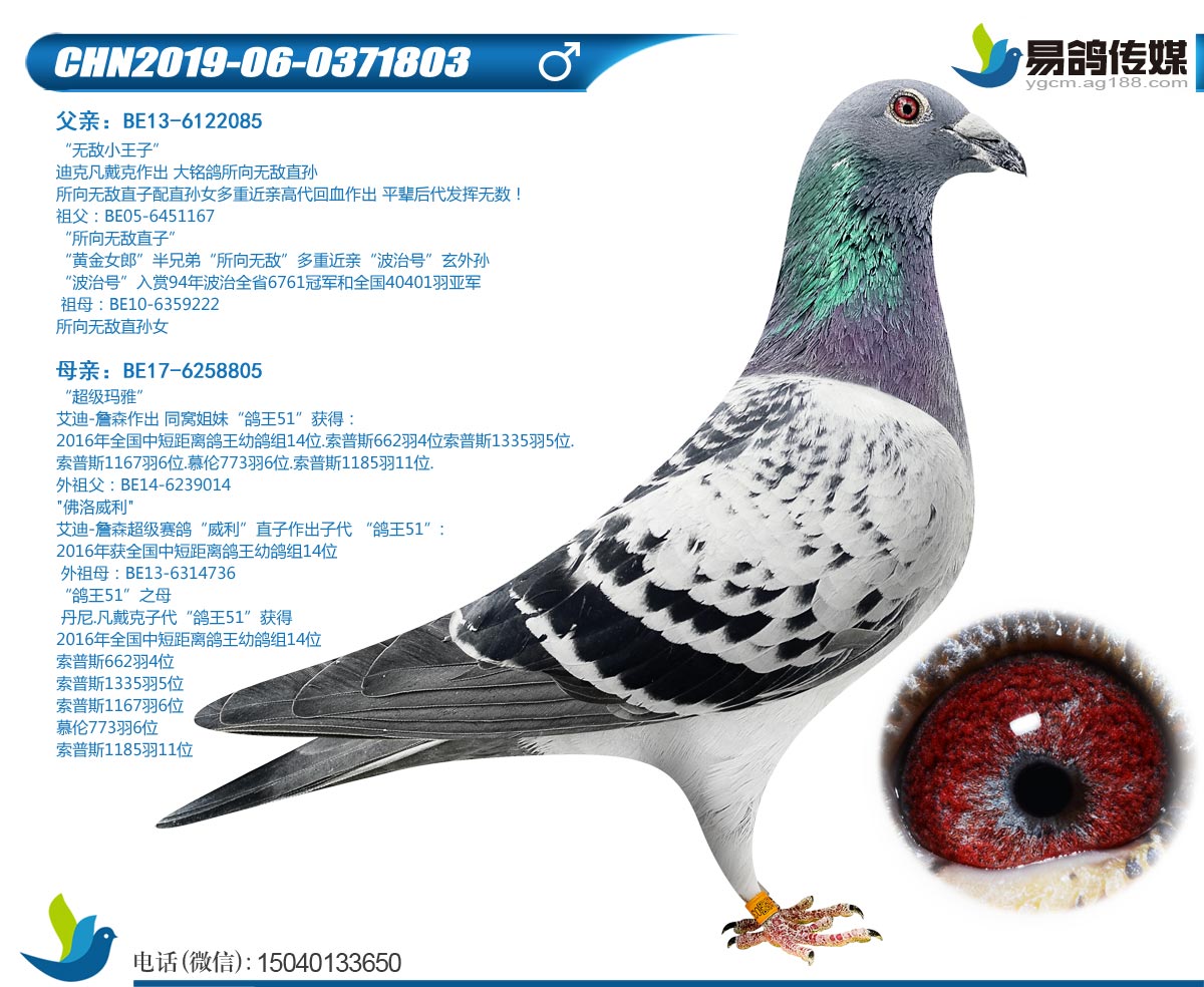 信鸽在线拍卖平台 - 中国信鸽信息网